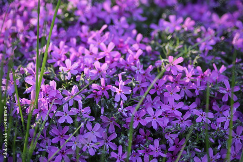 Lots of small purple flowers