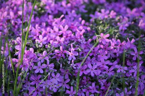 Lots of small purple flowers