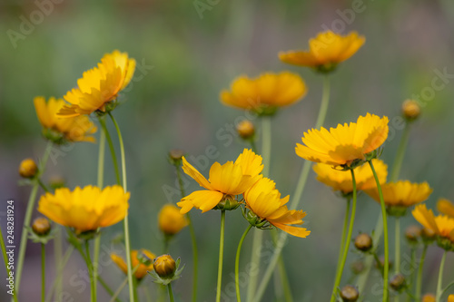 Blooming coreopsis. Natural background. There is a lovely summer background with yellow coreopsis flowers. Yellow flowers on a blurred yellow-green background.