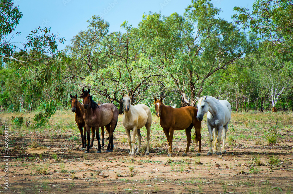 A mob of horses loose in the Outback