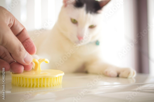 Prepare cat brush photo