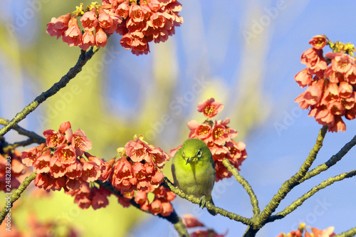 春の野鳥、梅にメジロ、緋寒桜、春イメージ、春風景、グリーン