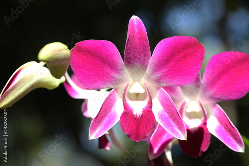 Pink orchid in the gaden