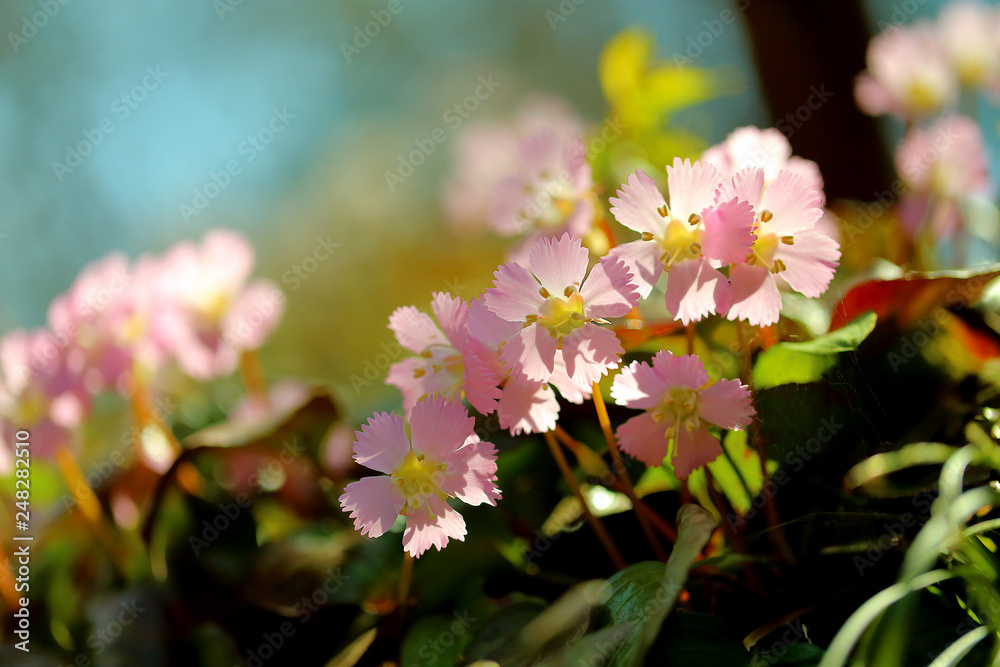 オオイワウチワ 春の花 ピンク 早春の花 野草 Stock Photo Adobe Stock