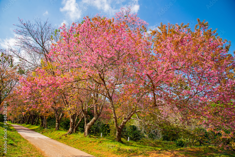 Beautiful Sakura tunnel tree Wild Himalayan Cherry Prunus Cerasoides or pink cherry blossom flower in Doi Inthanon mountain at Chiangmai Northern Thailand. Beautiful Sakura tunnel tree Wild Himalayan Cherry Prunus Cerasoides or pink cherry blossom flower in Doi Inthanon mountain at Chiangmai Northern Thailand.