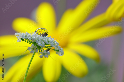 水滴に花 水中花 デージー 水滴 花に水滴 黄色 春の花 水滴stock Photo Adobe Stock