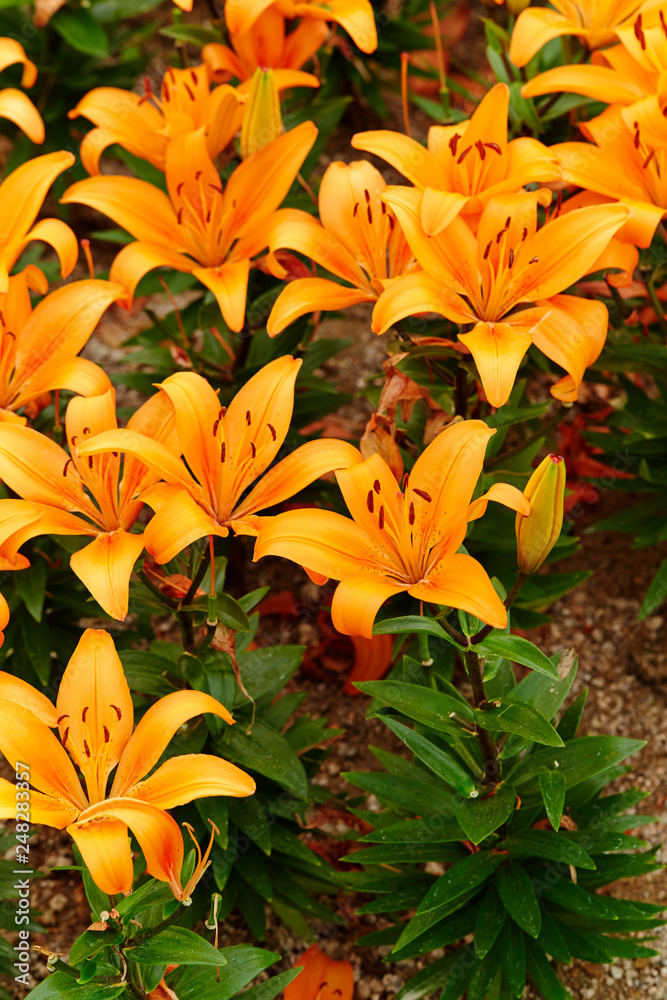 Flowers Flowers