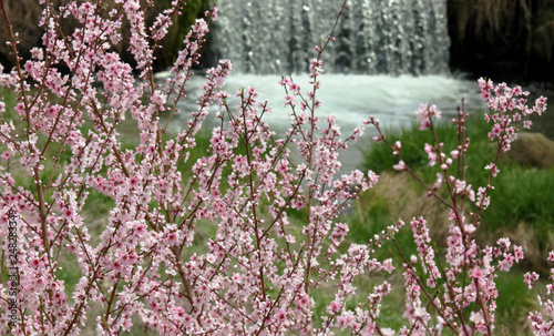 春風景 桃の花 桃 甲府の春 春爛漫 ピンクstock Photo Adobe Stock