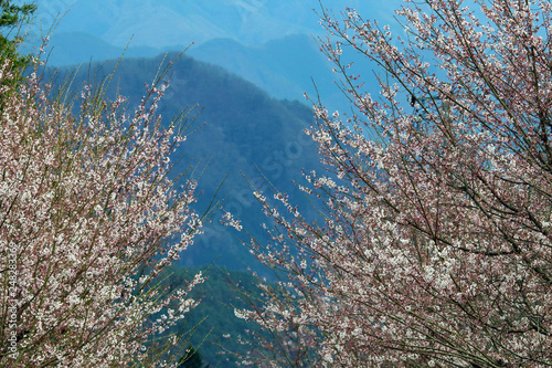 春の山里、桜、サクラ、春、季節感、信州の春、春風景