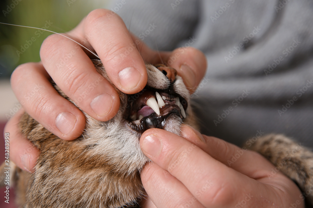 Man checking cat's teeth indoors, closeup. Pet care