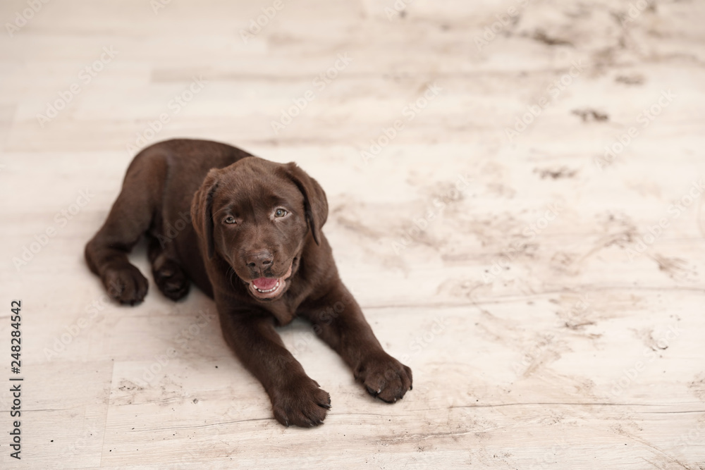 Chocolate Labrador Retriever puppy and dirty paw prints on floor indoors Chocolate Labrador Retriever puppy and dirty paw prints on floor indoors