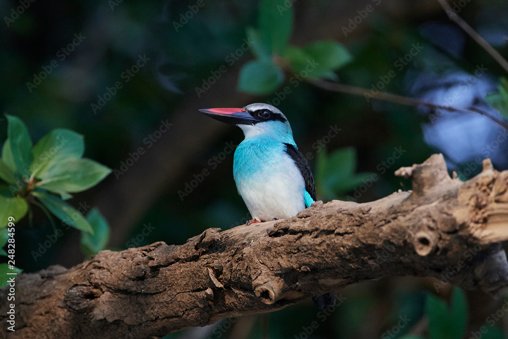 Fototapeta premium Blue-breasted kingfisher (Halcyon malimbica)