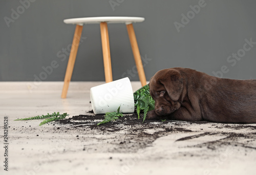 Photos Chocolate Labrador Retriever puppy with overturned houseplant at home