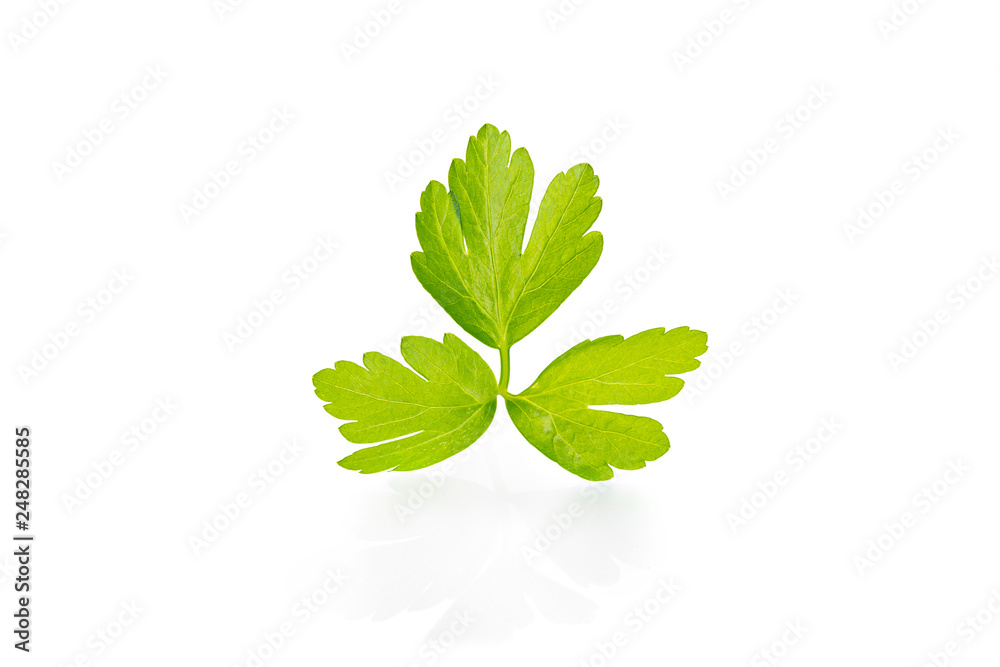 Fresh parsley isolated on white background. Petroselinum crispum Fresh parsley isolated on white background. Petroselinum crispum