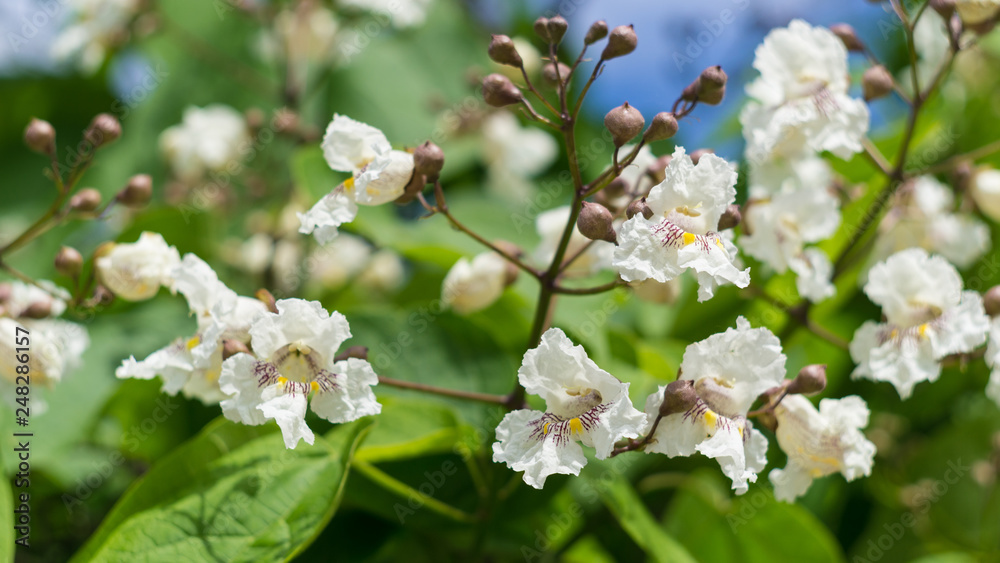 Catalpa flowers on a blue sky background