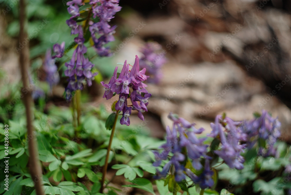 Violet Violet