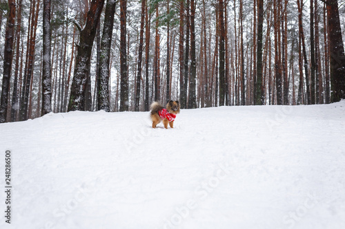 dog in the winter forest