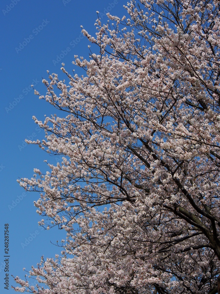 桜