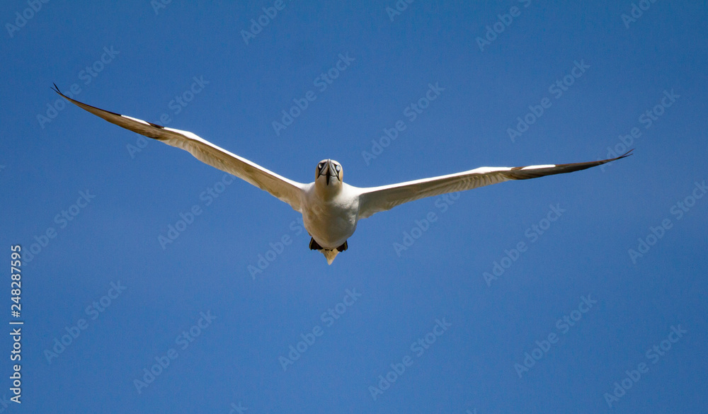 Northern Gannets Morus bassanus in flight Northern Gannets Morus bassanus in flight