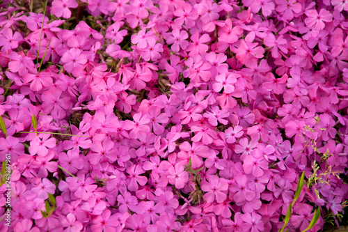 Background of beautiful little pink flowers. © Viaceslav