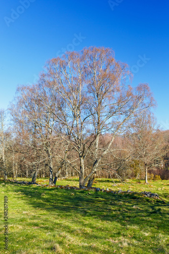 Leafless trees on a field in springtime
