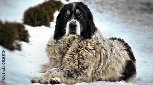 Bucovina Shepherd Dog photo