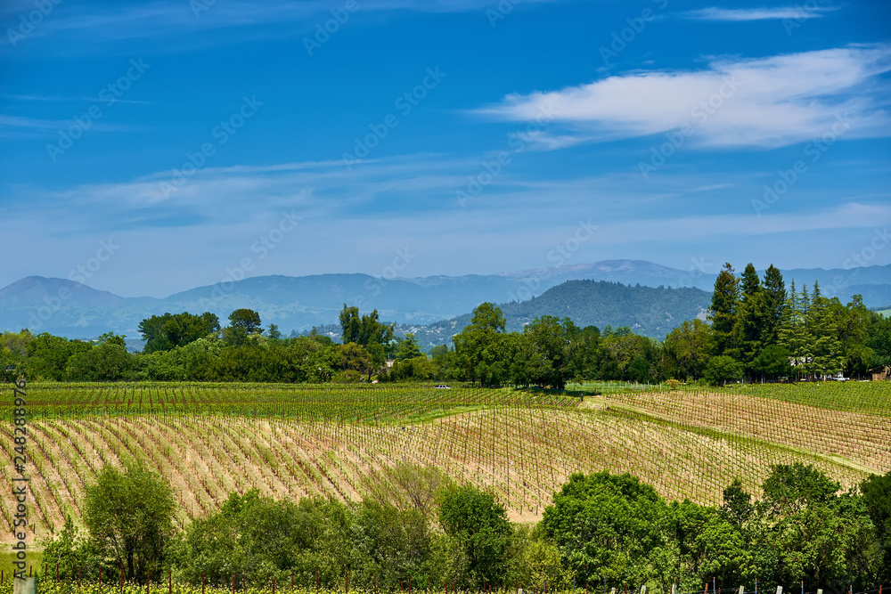 Vineyards in California, USA