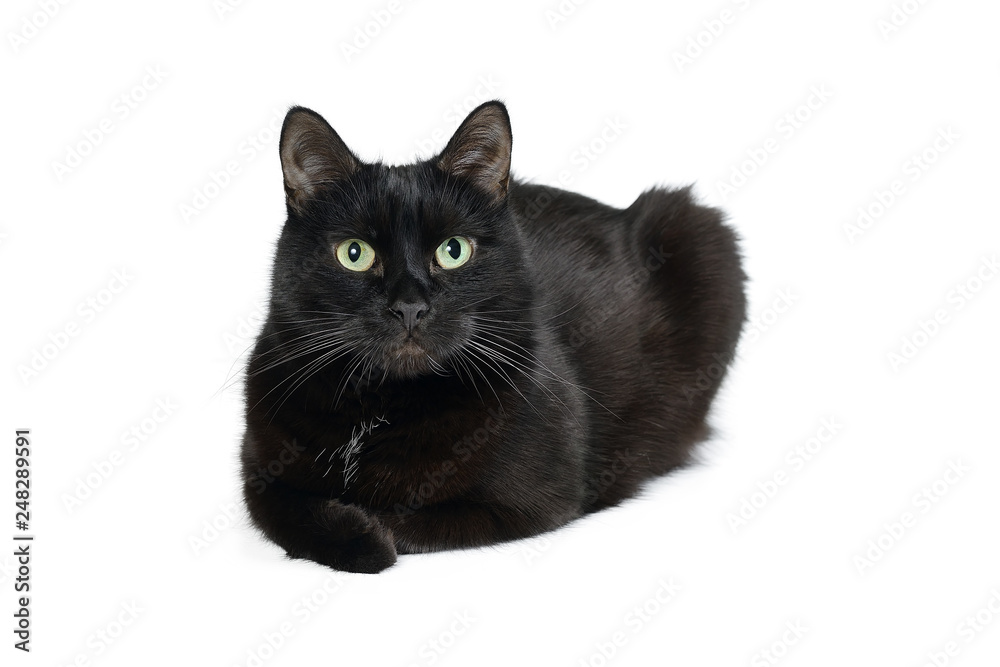 Black cat is isolated on white background