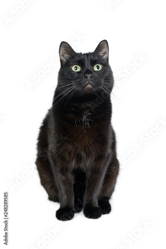 Fototapeta Naklejka Na Ścianę i Meble -  Cute black cat sitting on a white looking in camera
