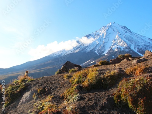 Wallpaper Mural A beautiful wild red fox is visible on the slope of hill at the foot of Koryaksky volcano on the Kamchatka peninsula, Russia. Torontodigital.ca