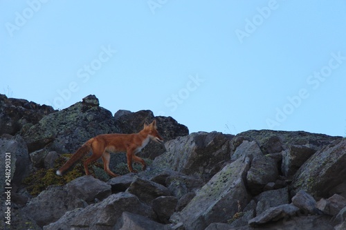 A beautiful wild red fox on the slope of the Verblyud (literally: Camel) extrusion rock in the valley between the Avachinsky and Koryaksky volcanoes