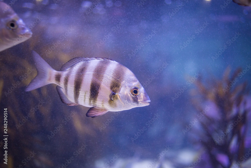 Underwater image of a zebra bream in an aquarium Underwater image of a zebra bream in an aquarium