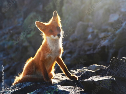 A beautiful wild red fox sits on a stone on the slope of the Verblyud (literally: Camel) extrusion rock in the valley between the Avachinsky and Koryaksky volcanoes. photo