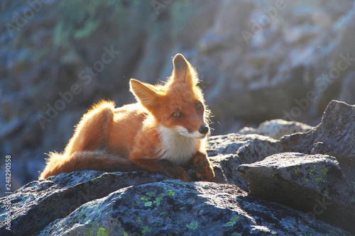 A beautiful wild fox lies on a stone on the slope between the Avachinsky and Koryaksky volcanoes. photo