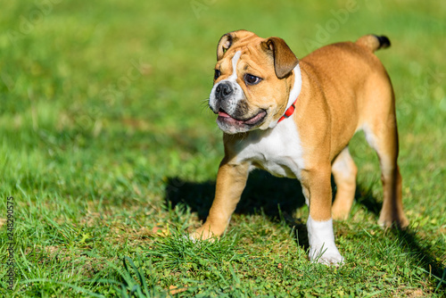 the continental bulldog