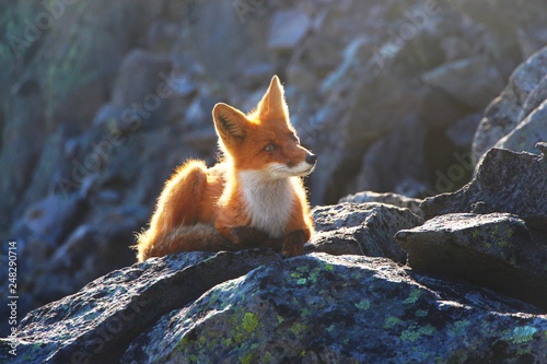 A beautiful wild fox lies on a stone on the slope between the Avachinsky and Koryaksky volcanoes. photo