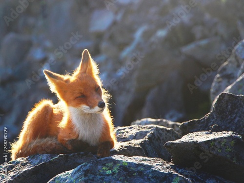 A beautiful wild fox lies on a stone on the slope between the Avachinsky and Koryaksky volcanoes. photo