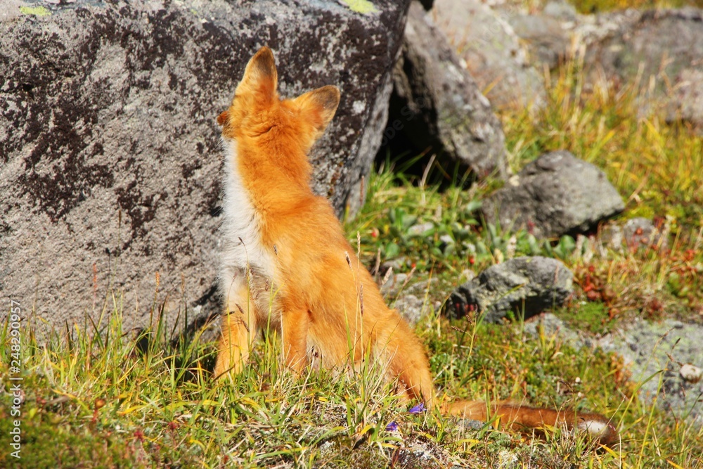 A beautiful wild red fox sits by stone on the slope of the Verblyud (literally: Camel) extrusion rock in the valley between the Avachinsky and Koryaksky volcanoes