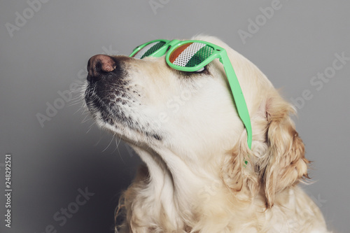 Purebred white golden retriever with saint patricks day glasses against a grey seamless backdrop photo