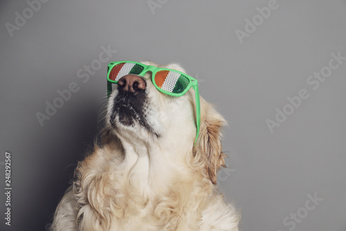 Purebred white golden retriever with saint patricks day glasses against a grey seamless backdrop © bacothelock