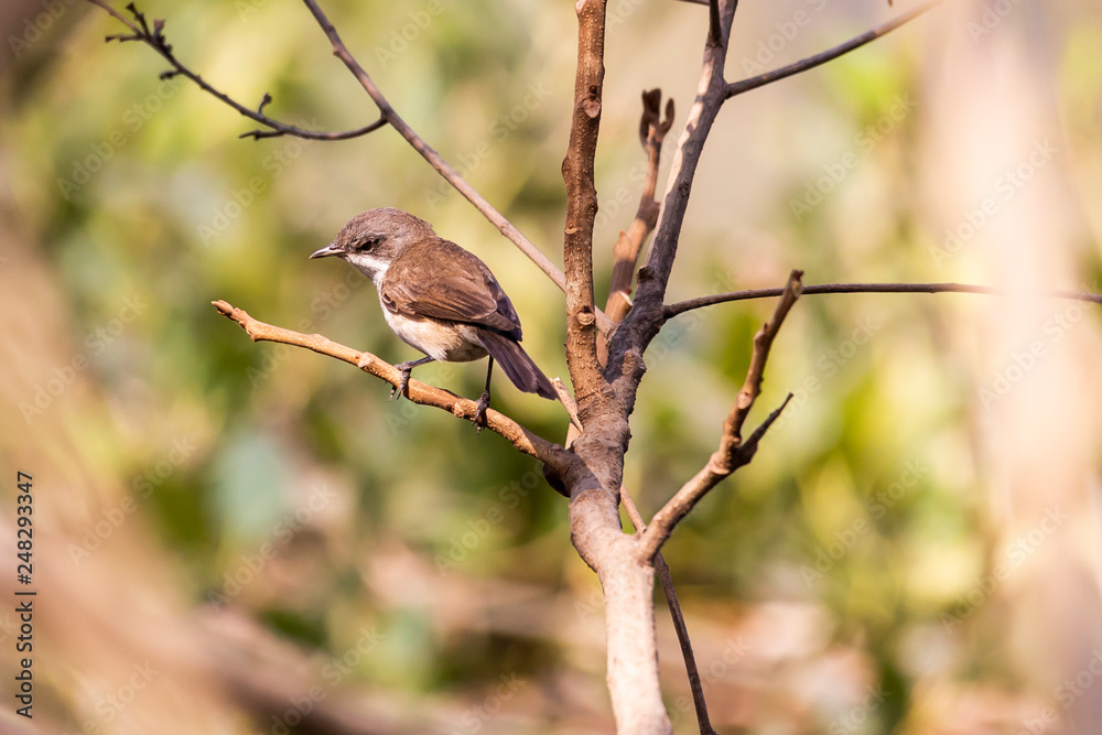 Gray Bushchat Gray Bushchat