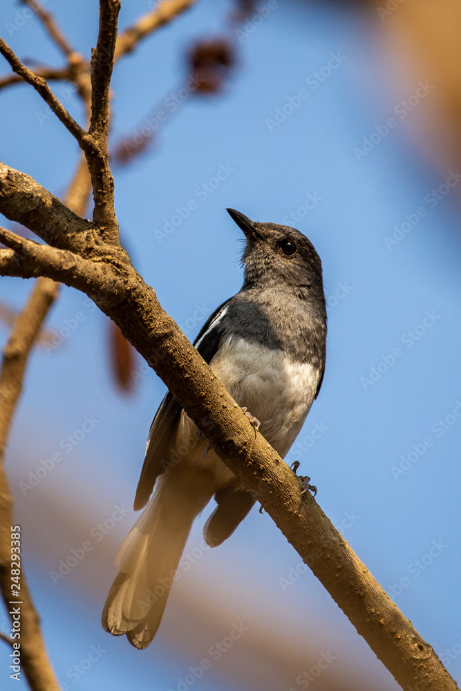 Naklejka premium Oriental Magpie Robin female