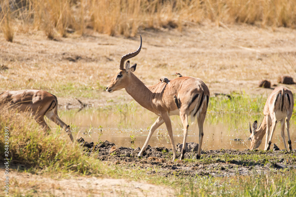 Naklejka premium Close up image of impala in a national park in south africa
