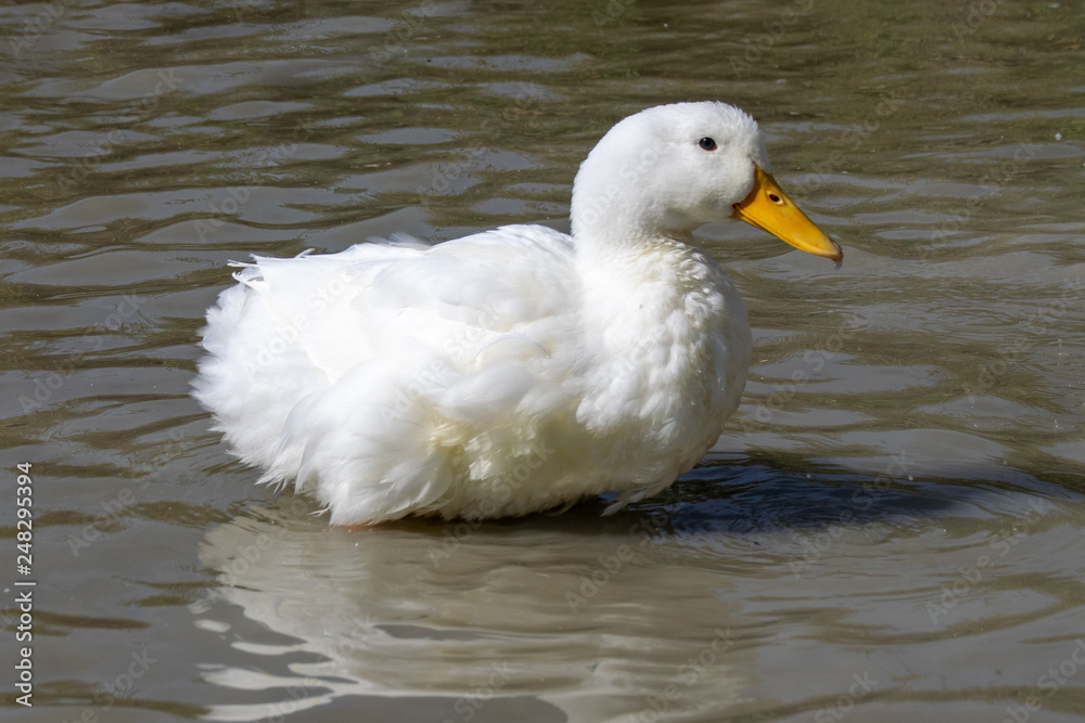 Fluffed up Pekin duck (also know as Aylesbury or Long Island ducks)
