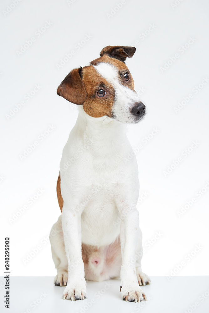 Jack Russell Terrier sits with his head bowed on the white table 