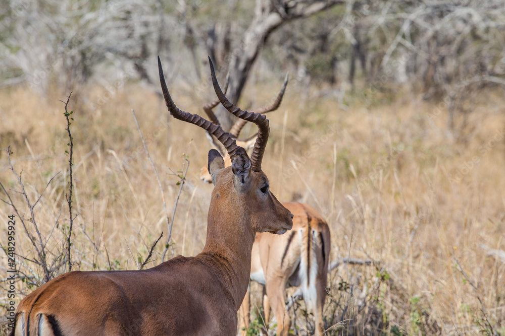 Close up image of impala in a national park in south africa Close up image of impala in a national park in south africa
