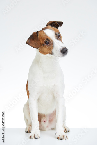Jack Russell Terrier sits with his head bowed on the white table  © Roman Tyukin