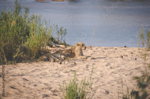 Close up image of a pride of lions laying and sleeping on the banks of a river