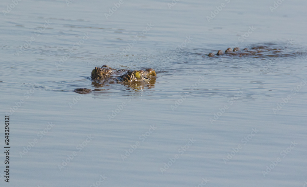 Close up image of a Nile Crocodile in a lake in a nature reserve in South Africa Close up image of a Nile Crocodile in a lake in a nature reserve in South Africa