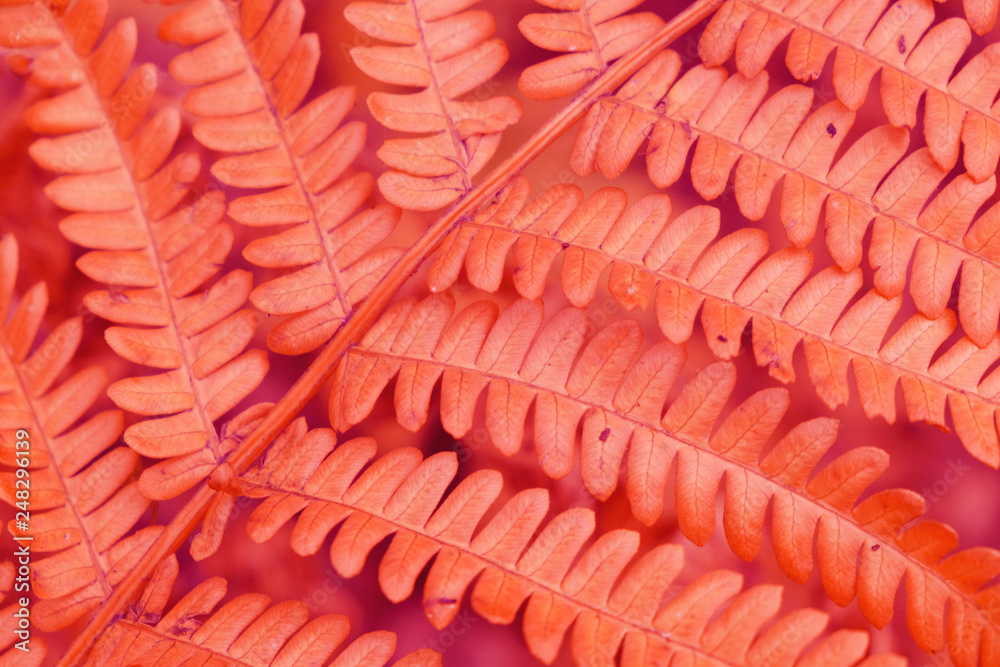 Natural leaves of a fern as a background. Living Coral creative color